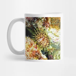 Jewell Sea Urchin on a Coral Reef Mug